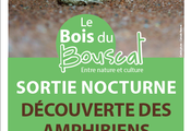 Balade nocturne découverte des amphibiens