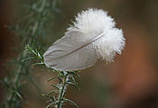 "Plumes" Regards croisés sur nos oiseaux des villes