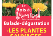 Balade-dégustation "les plantes sauvages"