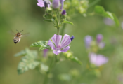 Journée "Les experts des insectes"