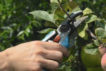 Lire la suite : ATELIER : TAILLE DE FRUITIER