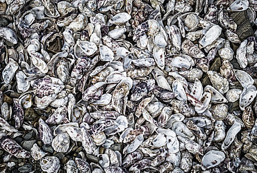 Lire la suite : Des points de collecte pour les huitres