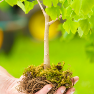 DISTRIBUTION DE PLANTS D’ARBRE