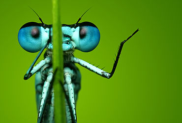 Lire la suite : BALADE &quot;À LA DÉCOUVERTE DES INSECTES&quot;