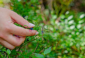 TOUS EN CUISINE #4 : BALADE DÉCOUVERTE DES PLANTES COMESTIBLES