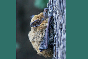 Lire la suite : BALADE NOCTURNE « A LA DÉCOUVERTE DES CHAUVES-SOURIS »