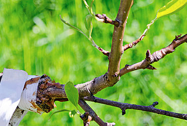 Lire la suite : ATELIER "GREFFAGE DES ARBRES"