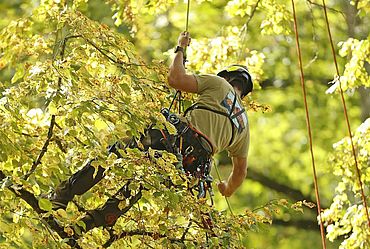 Lire la suite : SEMAINE DE L'ARBRE