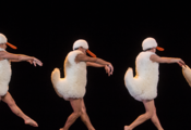SAISON CULTURELLE : TUTU